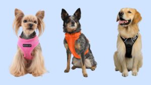 Fashionable Dog Harnesses