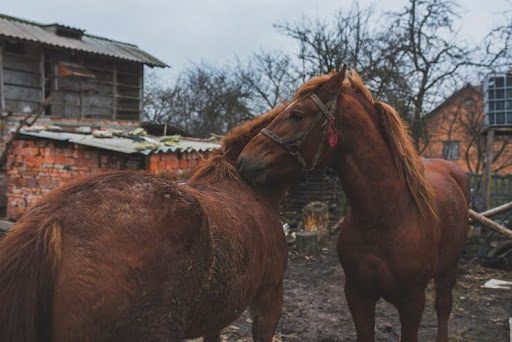 Horse Breeding