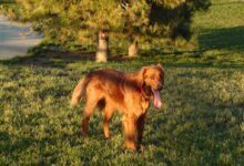 Red Golden Retrievers