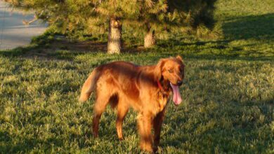 Red Golden Retrievers