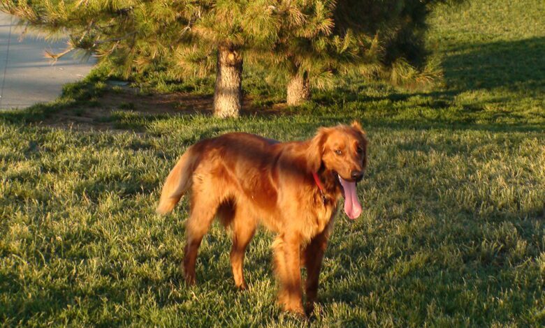 Red Golden Retrievers