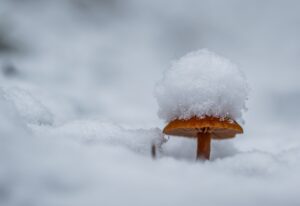 Snow Caps Weed’s