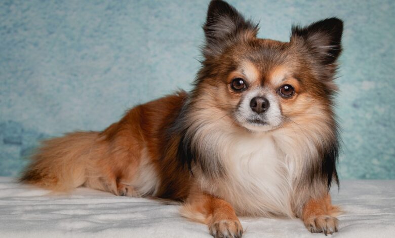 Long Hair Chihuahua