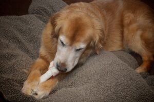 Red Golden Retrievers